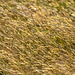 Honey coloured grasses