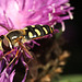 IMG 5139Hoverfly