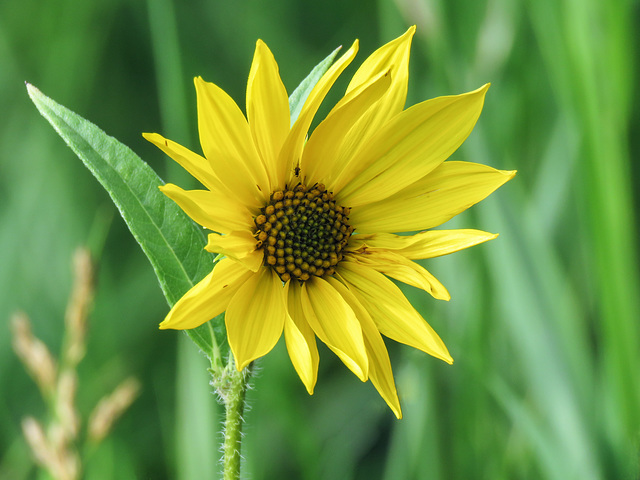 Wild Sunflower sp.