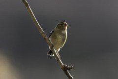 Chaffinch female on a branch