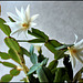 Hatiora hybride blanche (2)