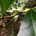 DSCN1337 - espinheira santa-rita Zollernia ilicifolia, Fabaceae