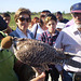 Falconer holding saker falcon, with hood.