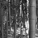 In a bamboo grove