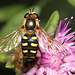IMG 5144Hoverfly