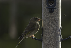 Greenfinch female on a feeder
