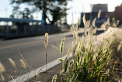 Foxtails at the road edge