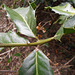 DSCN1338 - espinheira santa-rita Zollernia ilicifolia com estípula, Fabaceae