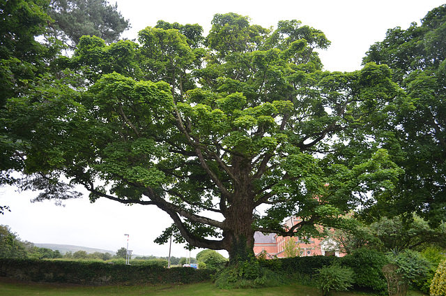 Beech Hill Country House, Huge Spreading Tree at the Entrance Road