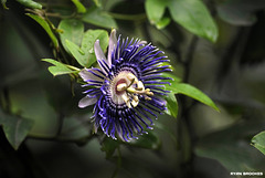 20120715-4211 Passiflora 'Soi Fah'