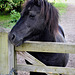 Black Horse looking over a gate.