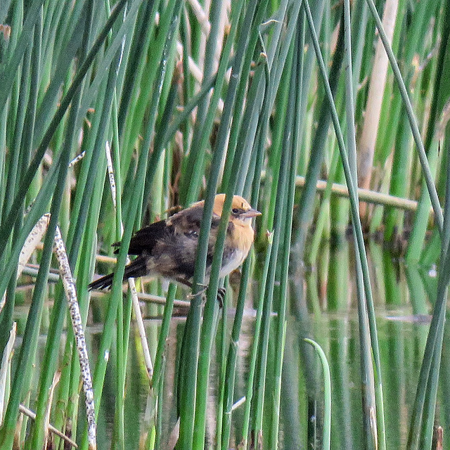 Young Yellow-headed Blackbird
