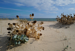 Eryngium maritimum L., Cardo marítimo, Monte Gordo beach