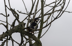 Young male Great Spotted Woodpecker