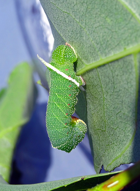 Caterpillar of the American poplar-hawkmoth(Pachysphinx occidentalis )