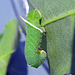 Caterpillar of the American poplar-hawkmoth(Pachysphinx occidentalis )