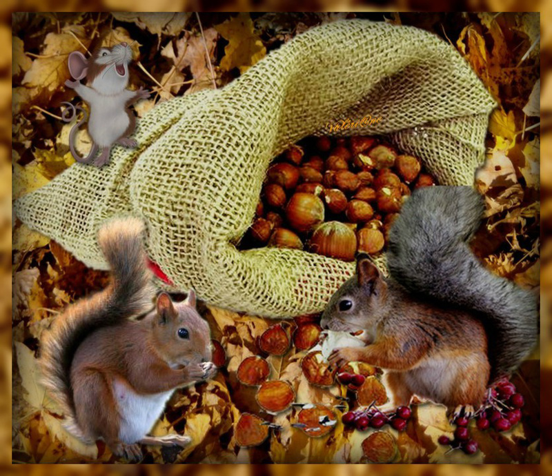 Le repas des écureuils