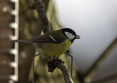 Great Tit on a branch