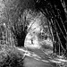 Bamboo walk