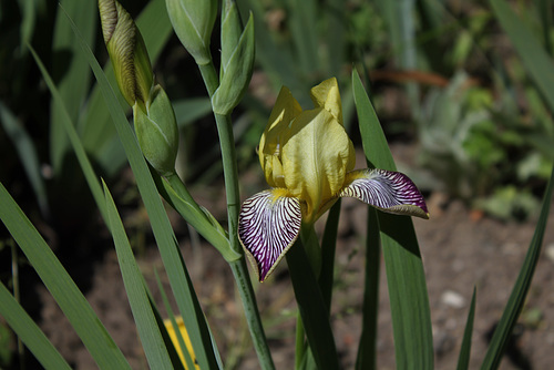 Iris Gracchus (1) Iris Gracchus (1)
