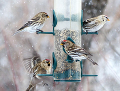 Feeding frenzy - is the top right bird a Hoary Redpoll?