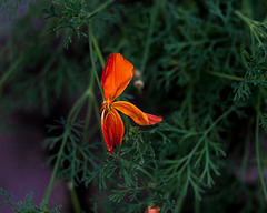 The Death Throes of a Californian Poppy