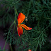 The Death Throes of a Californian Poppy