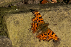 Comma Butterfly #1 of 2