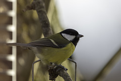 Great Tit on a branch giving me the eye
