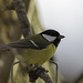 Great Tit on a branch giving me the eye