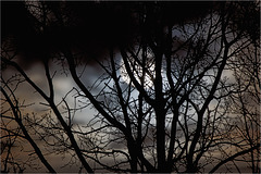 Mond hinter Bäumen