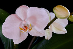 Les meves primeres orquídies de l'any