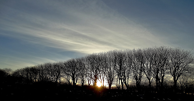 Trees in Whitley Bay Cemetery