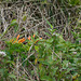 DSCN1342 - flor-de-são-joão Pyrostegia venusta, Bignoniaceae
