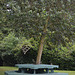 Beech Hill Country House, Bench and Table around the Tree