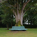 Beech Hill Country House, Bench around the Tree