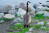 watchful mother goose