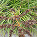 DSCN1344 - fruto do gravatá Dyckia encholirioides, Bromeliaceae