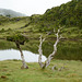 Azores, Lake in the Overgrown Lava Fields of the Pico Volcano