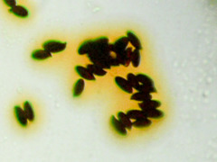 Dextrinoid Spores
