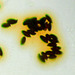 Dextrinoid Spores