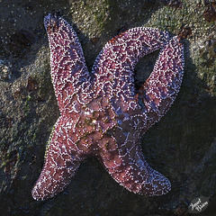 A Happy Starfish at Harris Beach Tide Pool! (+5 insets)