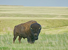 lone bison at GNP 2