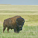 lone bison at GNP 2