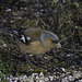 Chaffinch male on the ground