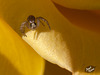 121/366: Mini Crab Spider on Rose Petal