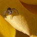 121/366: Mini Crab Spider on Rose Petal
