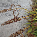 DSCN1345 - fruto do gravatá Dyckia encholirioides, Bromeliaceae