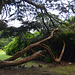 Beech Hill Country House, Fallen Tree in the Park