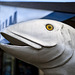 St Andrews Aquarium